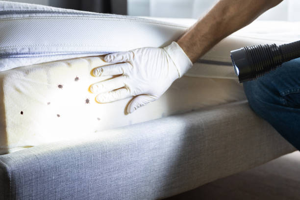 Best Local Pest Control Services  in Midwest City, OK