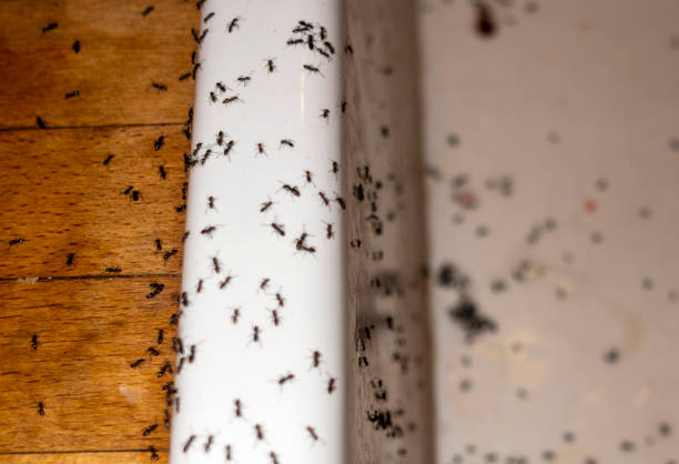 Best Bed Bug Extermination  in Midwest City, OK