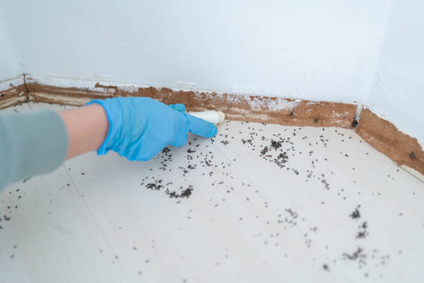 Best Insect Control  in Midwest City, OK